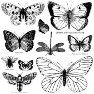 IOD Decor Stamp Butterflies