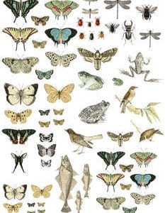 IOD Decor Transfer "Entomology Etcetera"