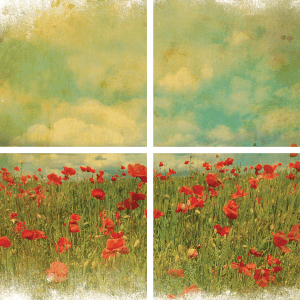 Belles & Whistles Transfer Field of Flowers 61 x 81 cm