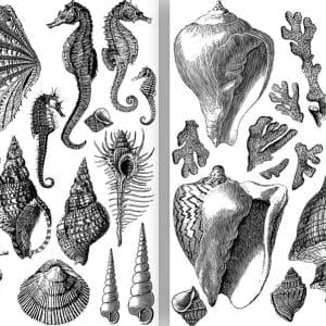 IOD Decor Stamp Seashore - Set of 2