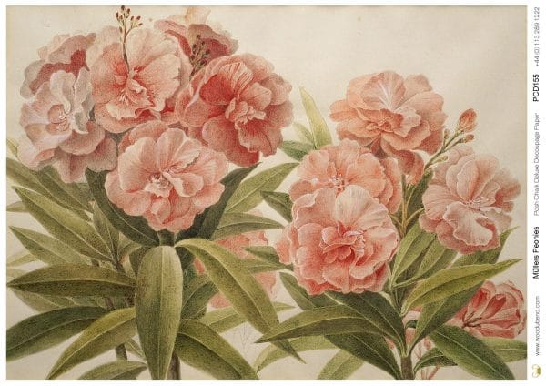 Posh Chalk Deluxe Decoupage MULLER'S PEONIES