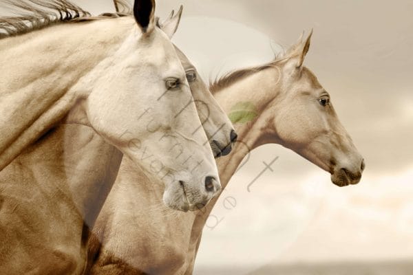 Mint by Michelle decoupage paper "Sepia Horses"