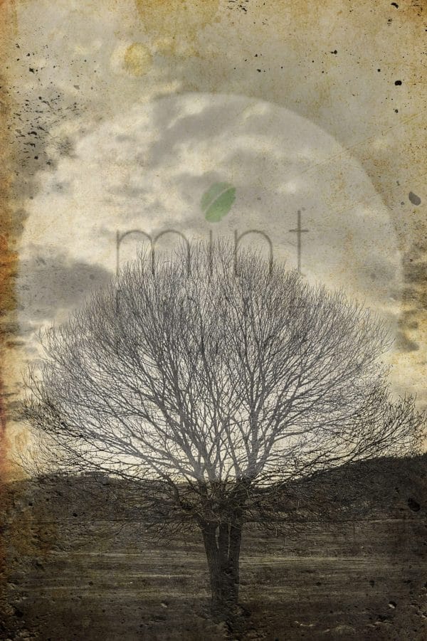 Mint by Michelle decoupage paper "Sepia Tree"