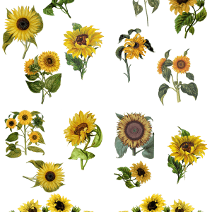 Belles & Whistles Transfer Sunflower 62 x 81 cm