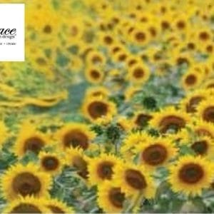 Grace on Design Decoupage Paper "Sunflower Fields Pattern" Size 45,72 cm x 60,96 cm (18 "x 24")