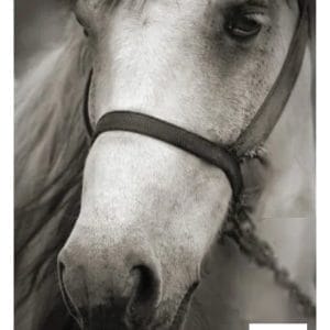 Grace on Design Decoupage Paper "Henry" Size 60.96 cm x 91.44 cm (24" x 36")
