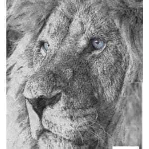 Grace on Design Decoupage Paper "His Majesty" Size 60.96 cm x 91.44 cm (24" x 36")